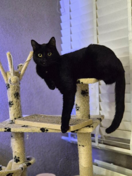 Kat Europese korthaar of huiskat