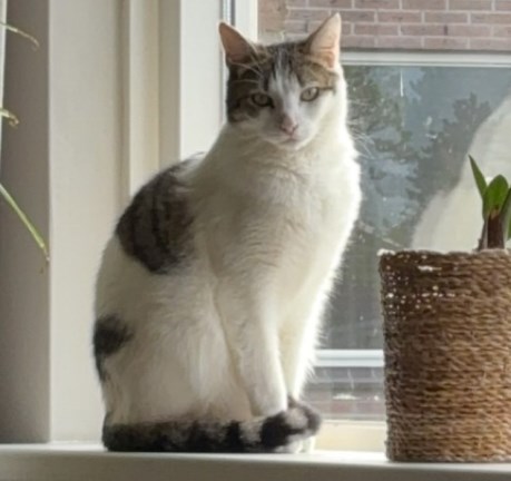 Kat Europese korthaar of huiskat