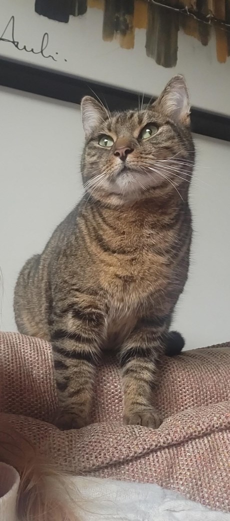 Kat Europese korthaar of huiskat