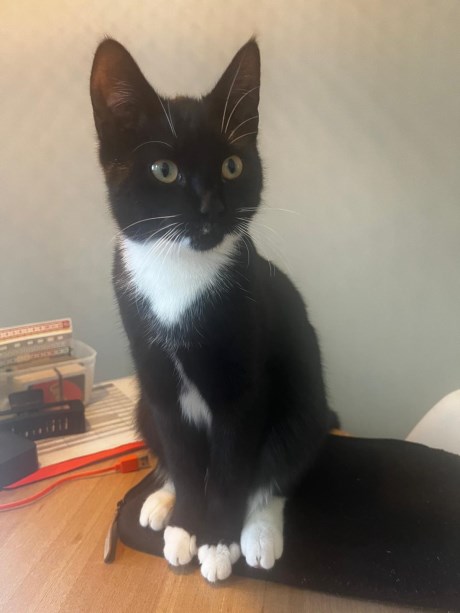 Kat Europese korthaar of huiskat