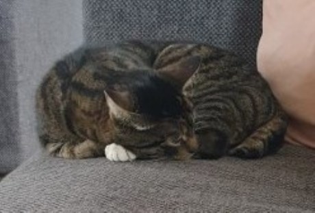 Kat Europese korthaar of huiskat