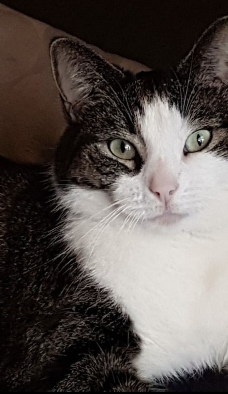 Kat Europese korthaar of huiskat