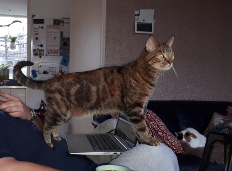 Kat Europese korthaar of huiskat