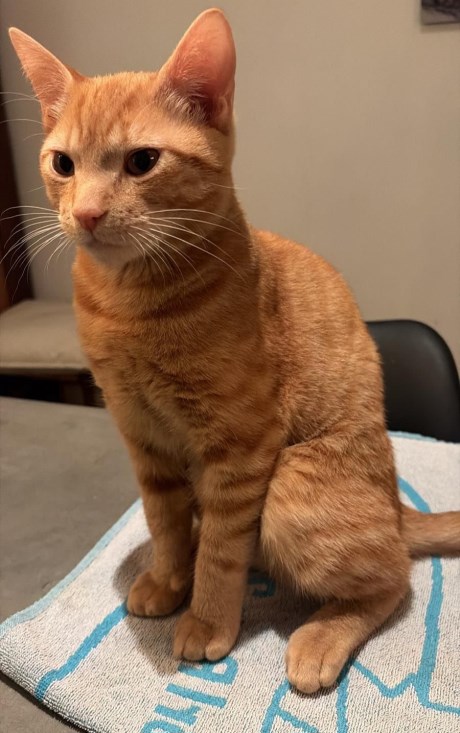 Kat Europese korthaar of huiskat