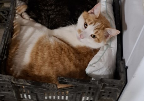 Kat Europese korthaar of huiskat