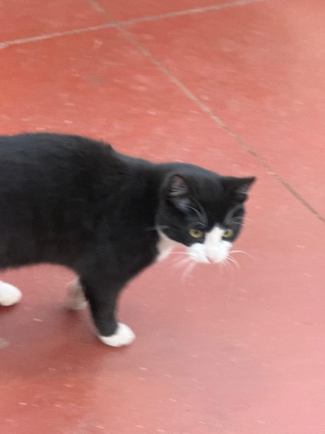 Kat Europese korthaar of huiskat