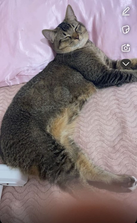 Kat Europese korthaar of huiskat