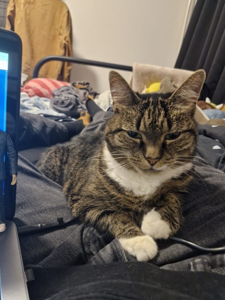 Kat Europese korthaar of huiskat