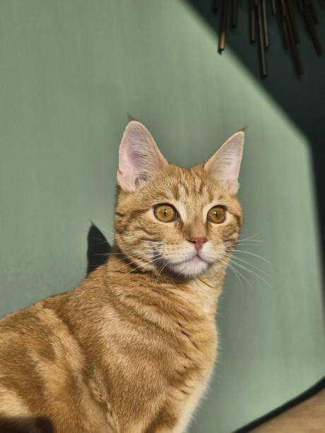 Kat Europese korthaar of huiskat