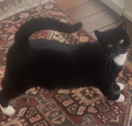 Kat Europese korthaar of huiskat