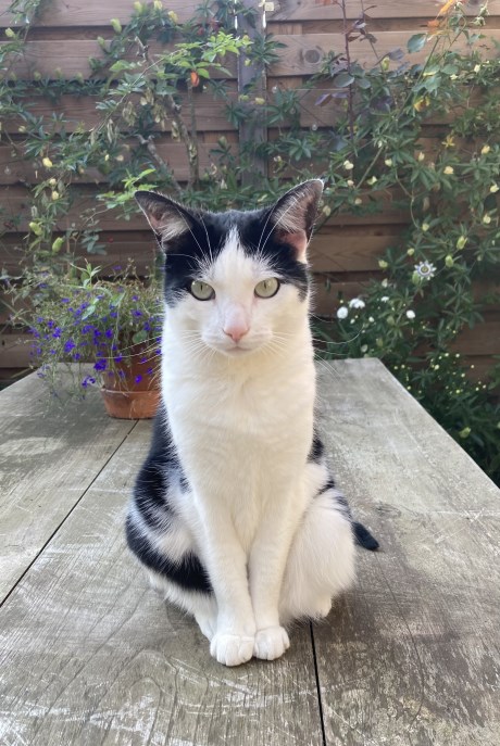 Kat Europese korthaar of huiskat