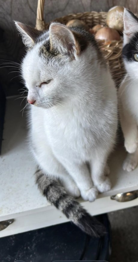 Kat Europese korthaar of huiskat