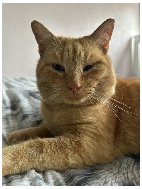 Kat Europese korthaar of huiskat