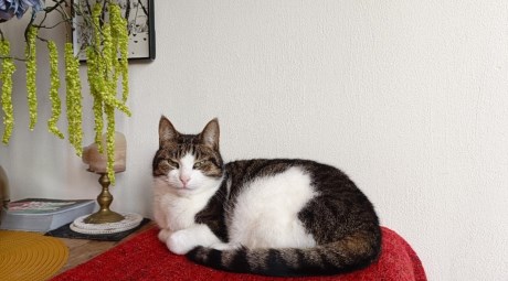 Kat Europese korthaar of huiskat