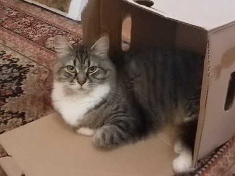 Kat Boskat/Siberisch