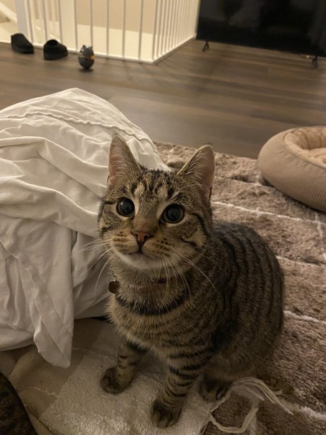 Kat Europese korthaar of huiskat