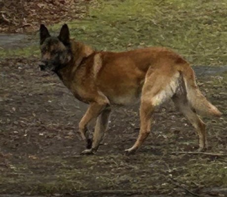 Hond Herder