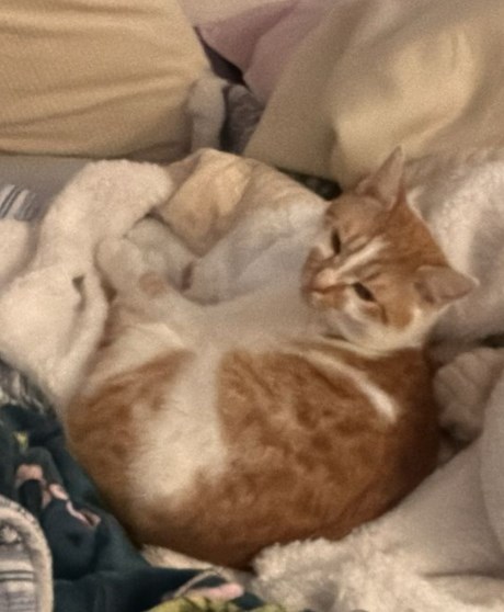 Kat Europese korthaar of huiskat