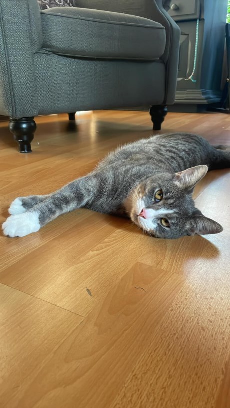 Kat Europese korthaar of huiskat