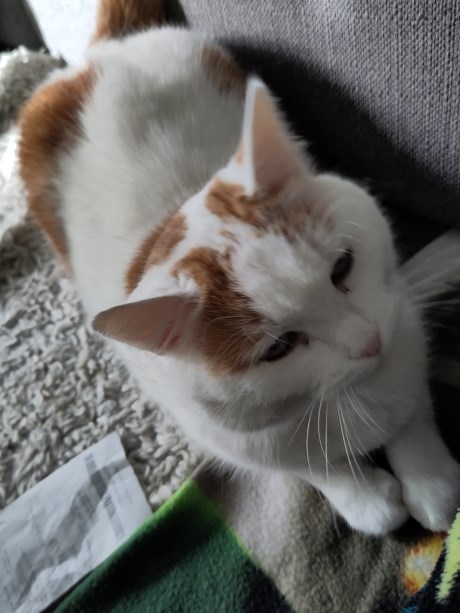 Kat Europese korthaar of huiskat