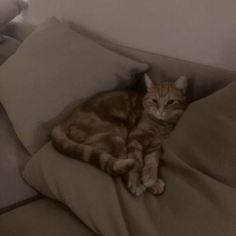 Kat Europese korthaar of huiskat