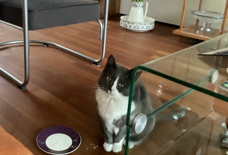 Kat Europese korthaar of huiskat