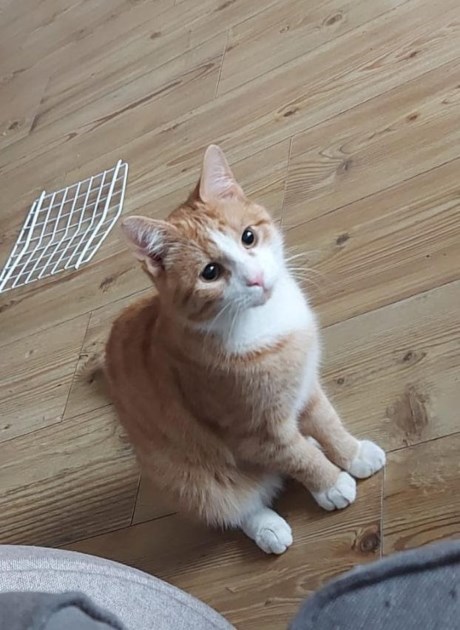 Kat Europese korthaar of huiskat