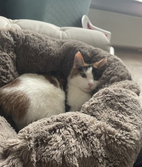 Kat Europese korthaar of huiskat