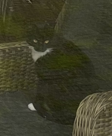 Kat Europese korthaar of huiskat