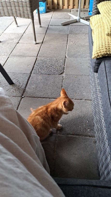 Kat Europese korthaar of huiskat