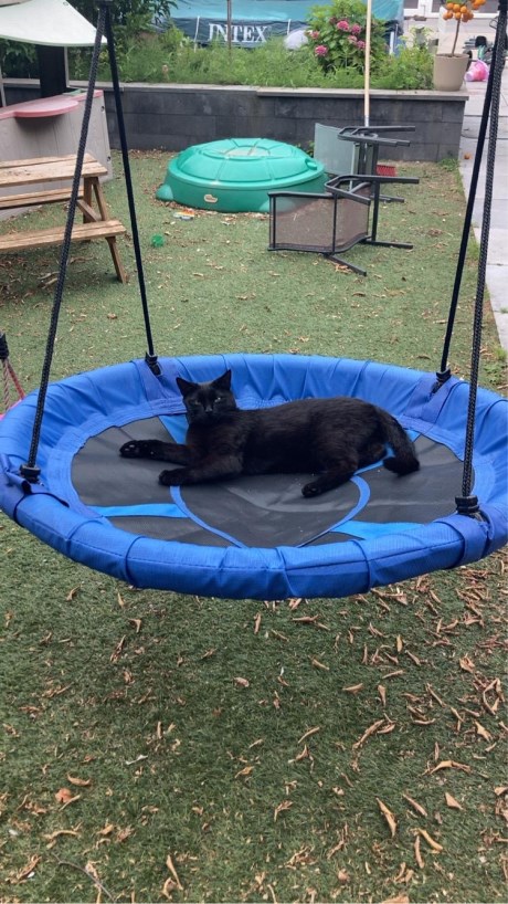 Kat Europese korthaar of huiskat