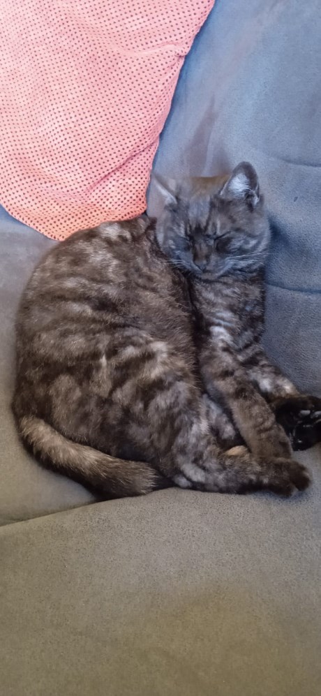 Kat Europese korthaar of huiskat