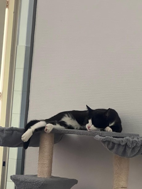 Kat Europese korthaar of huiskat