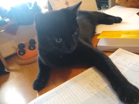 Kat Europese korthaar of huiskat