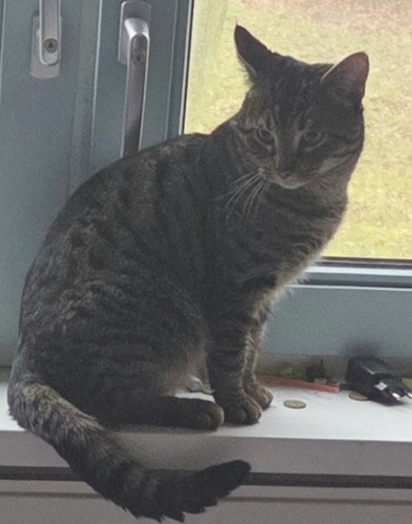 Kat Europese korthaar of huiskat