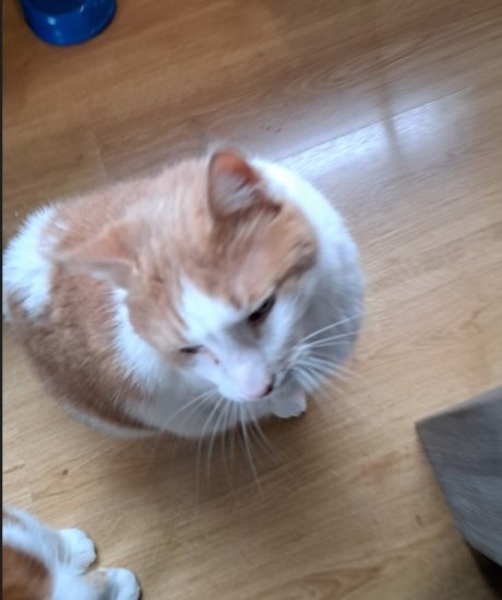 Kat Europese korthaar of huiskat