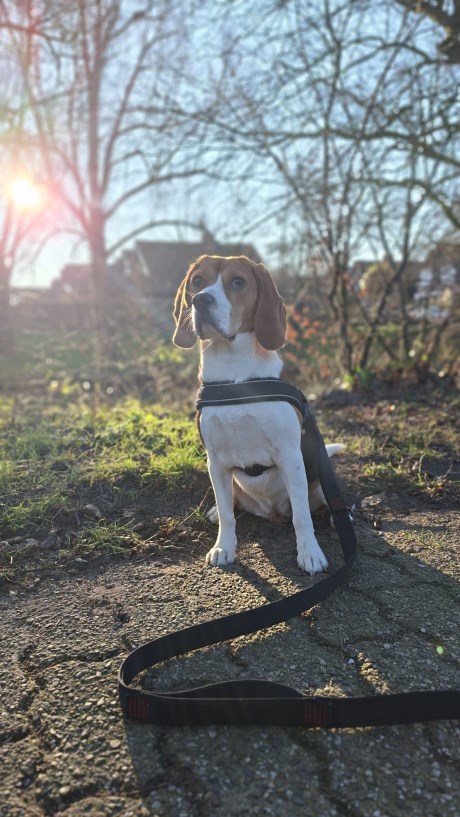 Hond Beagle