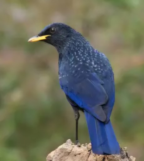 Vogel Overige rassen