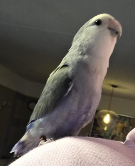 Vogel (Dwerg-)papegaai