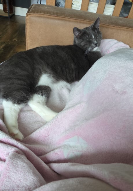 Kat Europese korthaar of huiskat