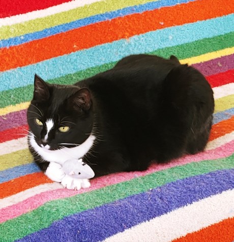 Kat Europese korthaar of huiskat