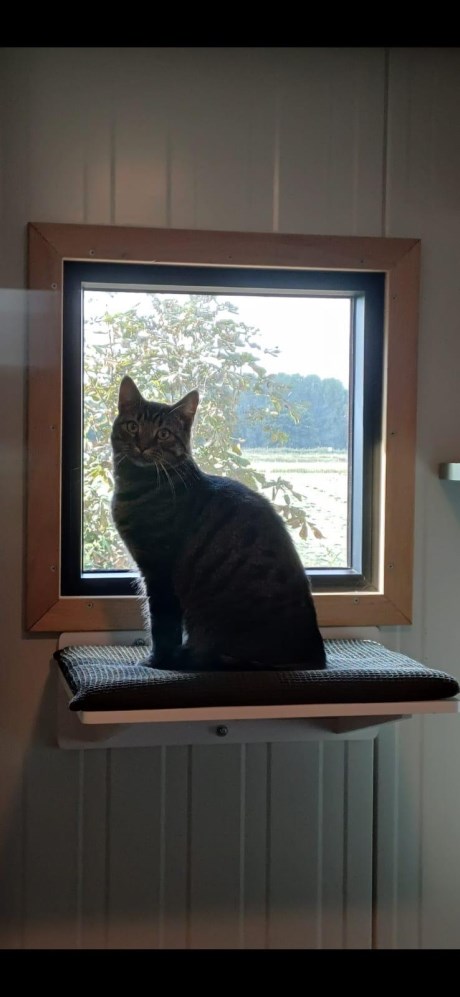 Kat Europese korthaar of huiskat