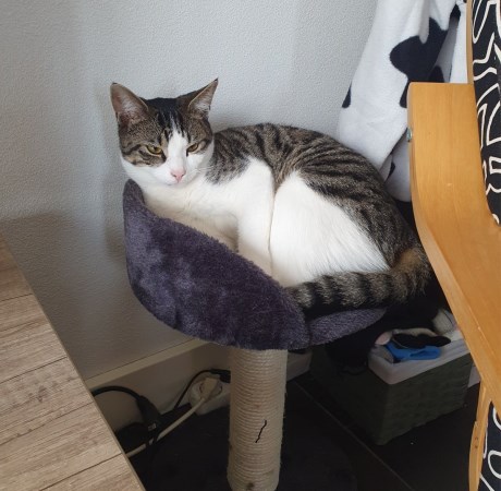 Kat Europese korthaar of huiskat