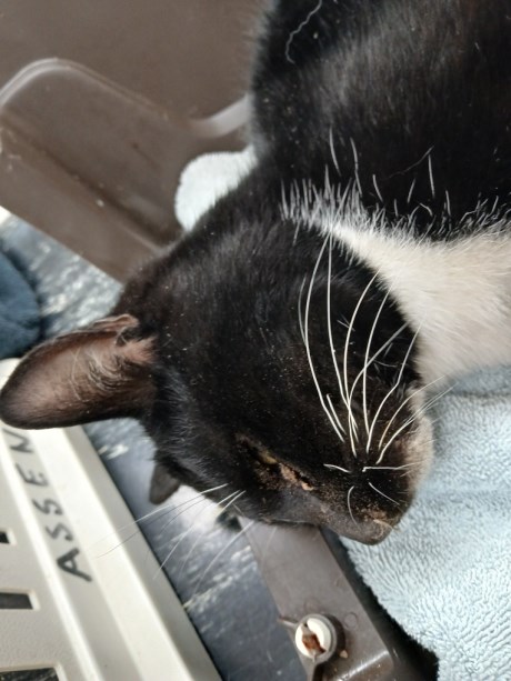 Kat Europese korthaar of huiskat