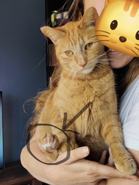 Kat Europese korthaar of huiskat