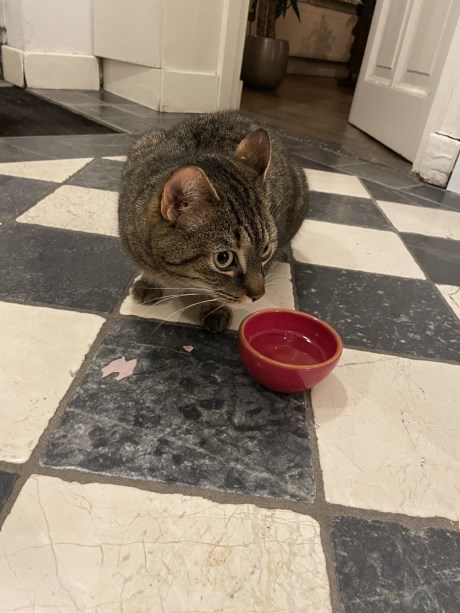 Kat Europese korthaar of huiskat