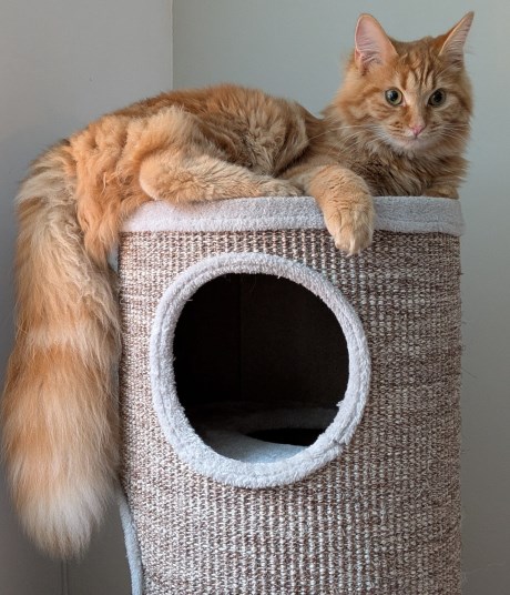 Kat Brits langhaar X