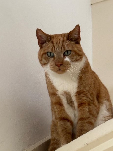 Kat Europese korthaar of huiskat