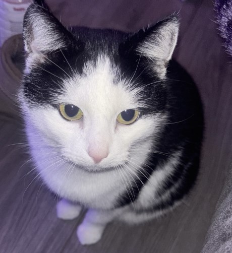 Kat Europese korthaar of huiskat