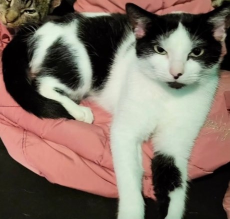 Kat Europese korthaar of huiskat